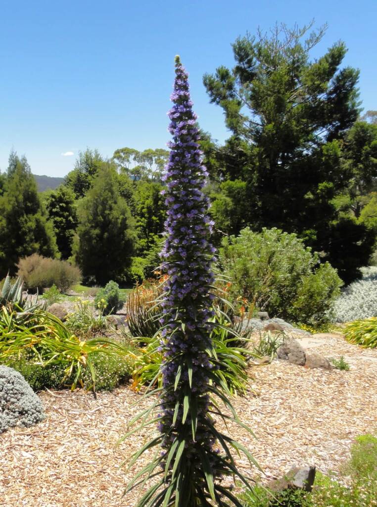 Echium Pininana (Blue Steeple), Blue Mountains Botanic Garden, NSW