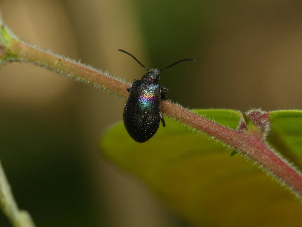 Darkling Beetle (Ecnolagria aurofasciata), Gold Coast QLD © Stefan Jones