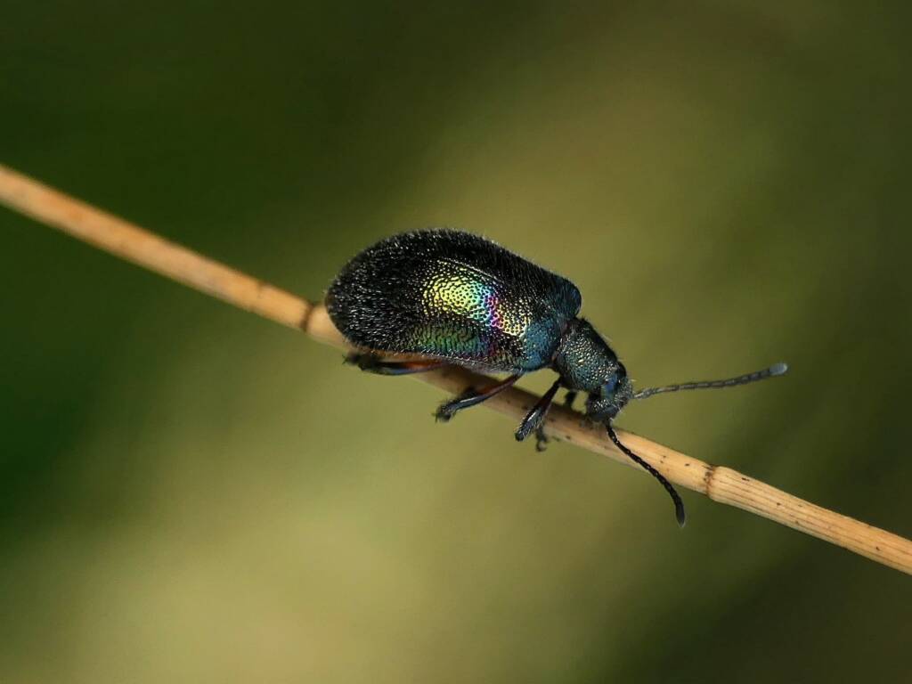 Darkling Beetle (Ecnolagria aurofasciata), Gold Coast QLD © Stefan Jones