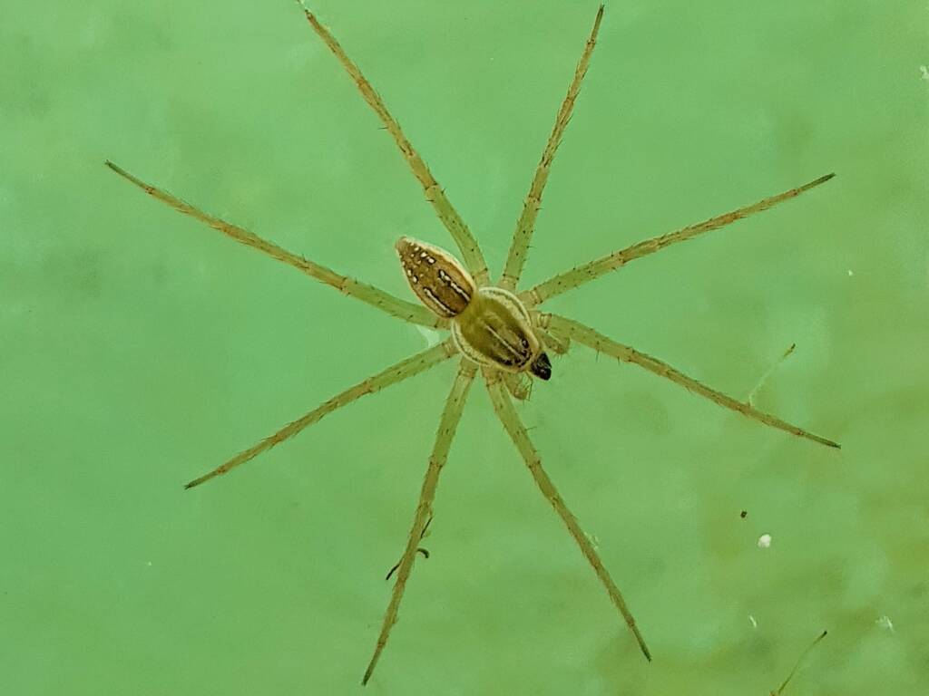Elegant Water Spider (Dolomedes facetus), Alice Springs NT