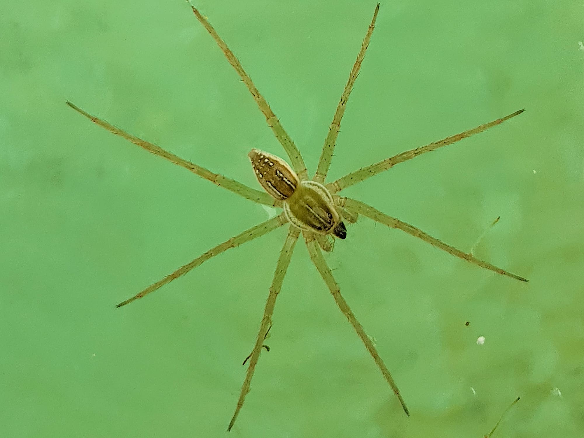 Dolomedes facetus (Elegant Water Spider) Ausemade