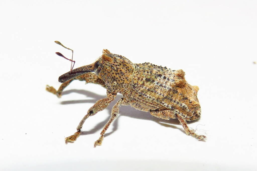 Elephant Weevil (Orthorhinus cylindrirostris), Wallaga Lake NSW © Deb Taylor