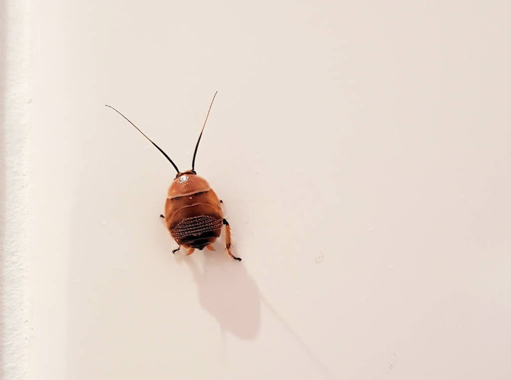 Bush Cockroach (Ellipsidion australe), Alice Springs, NT