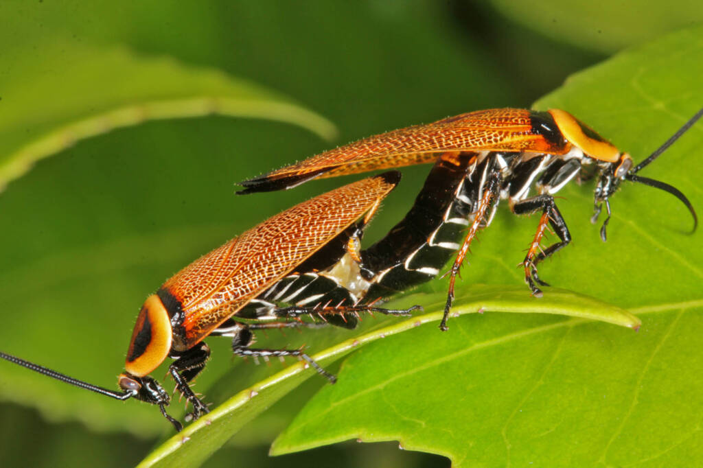 Bush Cockroaches mating (Ellipsidion australe), Toowoomba QLD © Marc Newman