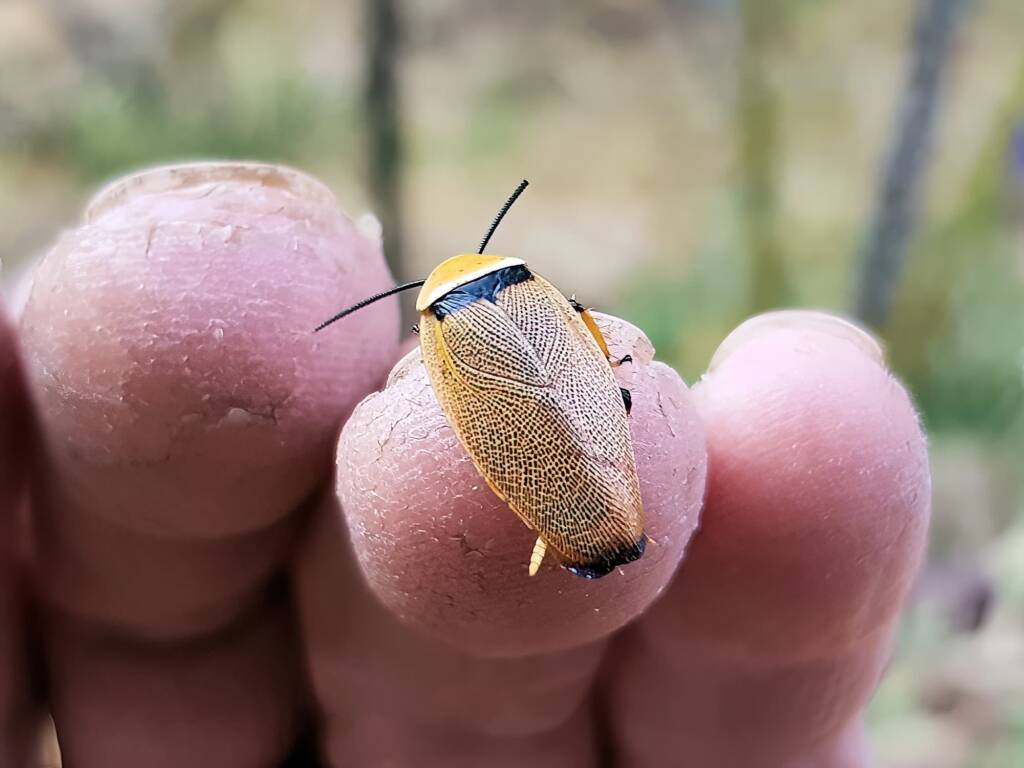 Bush Cockroach (Ellipsidion humarale), Alice Springs NT