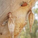 Bush Cockroach (Ellipsidion humarale) with pupal case of Hyalarcta nigrescens, Alice Springs Desert Park NT