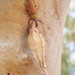 Bush Cockroach (Ellipsidion humarale) with pupal case of Hyalarcta nigrescens, Alice Springs Desert Park NT