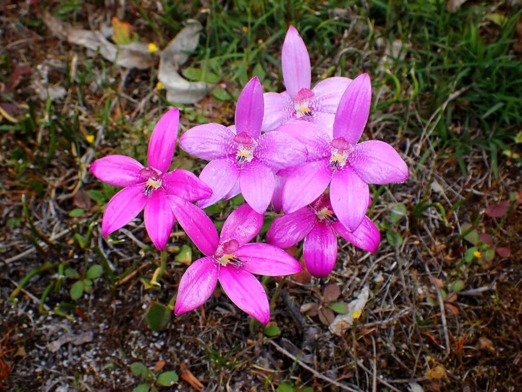 Elythranthera emarginata (Pink Enamel Orchids), Stirling Range National Park WA © Terry Dunham