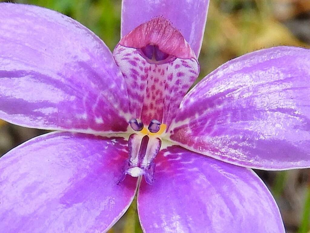 Elythranthera emarginata (Pink Enamel Orchids), Stirling Range National Park WA © Terry Dunham
