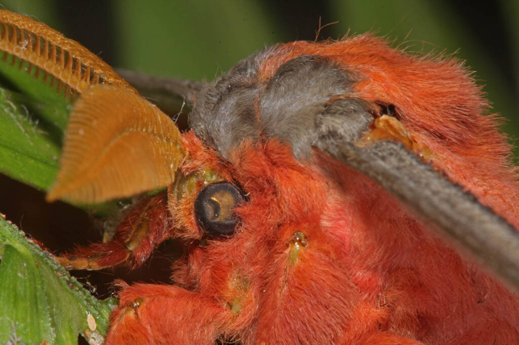 Emperor Moth (Opodiphthera loranthi), Ballandean QLD © Marc Newman