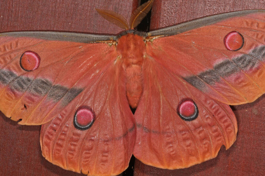 Emperor Moth (Opodiphthera loranthi), Ballandean QLD © Marc Newman
