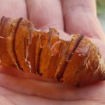 Witchetty Grub empty pupal case (shell), Alice Springs NT