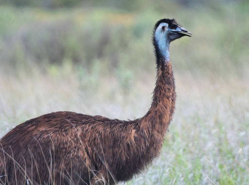 Emu (Dromaius novaehollandiae), Alice Springs Sewage Ponds, NT © Dorothy Latimer