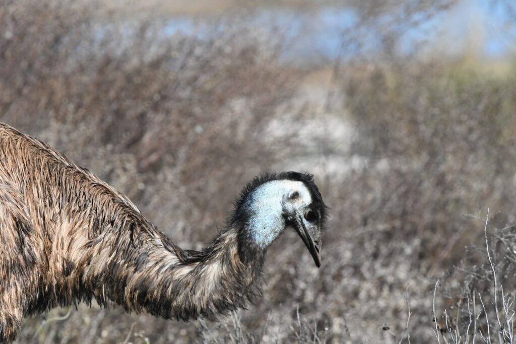 Emu, Alice Springs Sewage Ponds © Dorothy Latimer