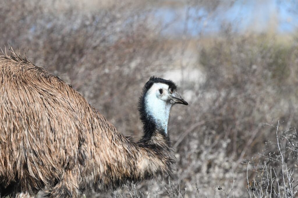Emu, Alice Springs Sewage Ponds © Dorothy Latimer