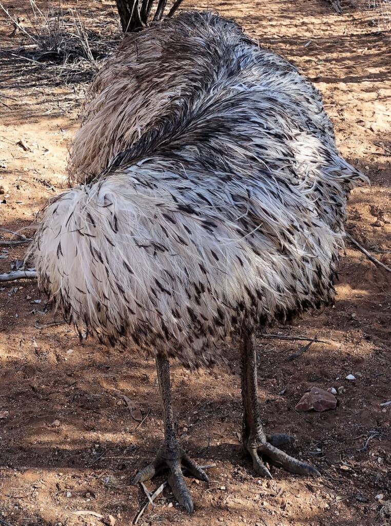 Emu (Dromaius novaehollandiae), Alice Springs Desert Park
