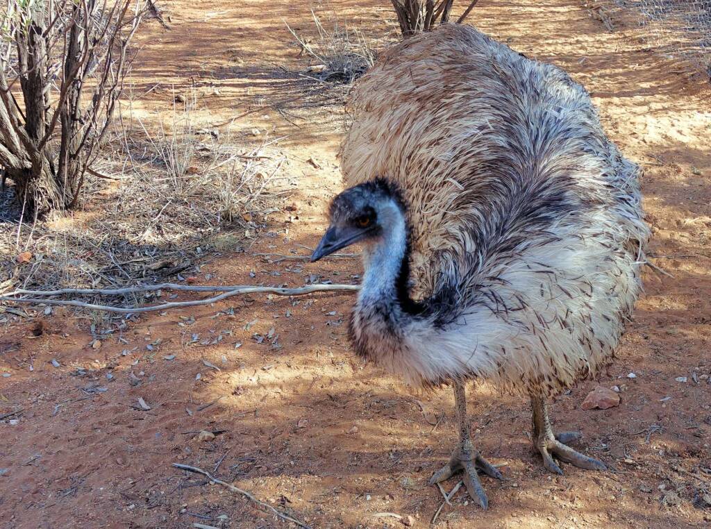 Emu (Dromaius novaehollandiae), Alice Springs Desert Park