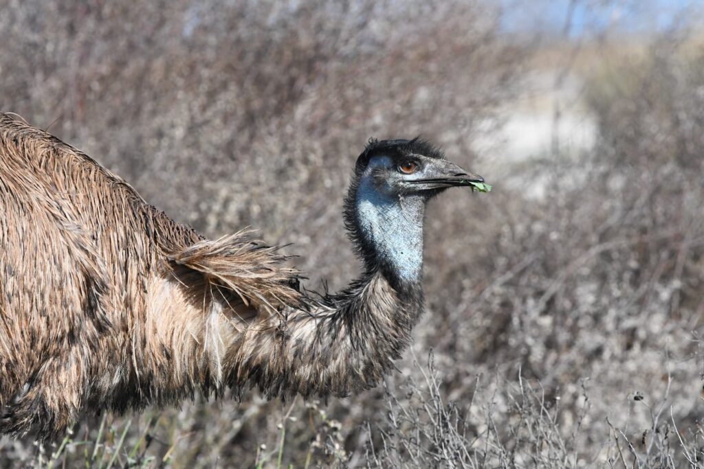 Emu, Alice Springs Sewage Ponds © Dorothy Latimer