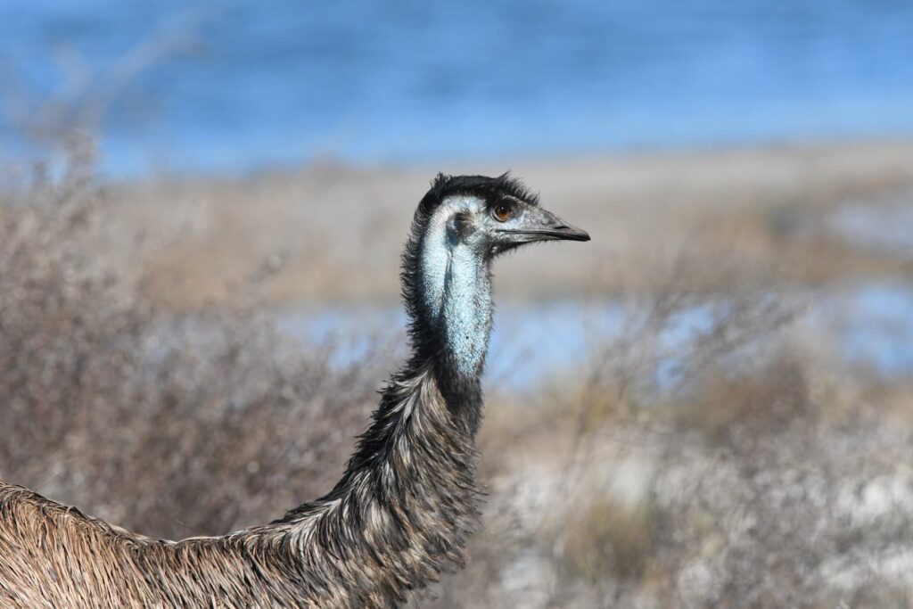 Emu, Alice Springs Sewage Ponds © Dorothy Latimer