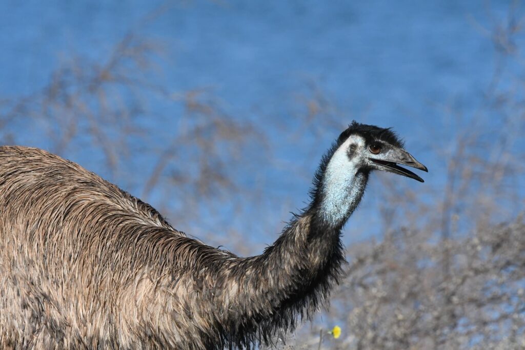 Emu, Alice Springs Sewage Ponds © Dorothy Latimer