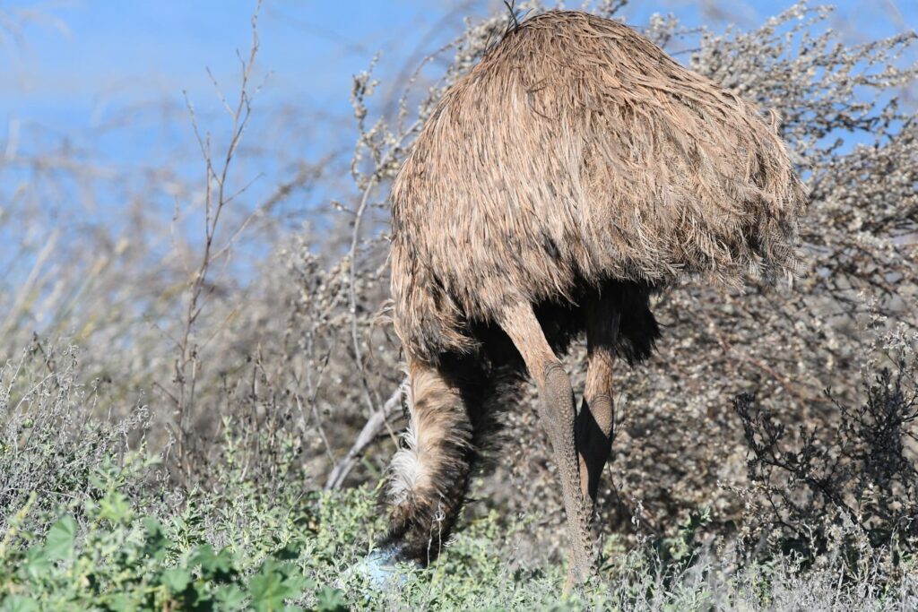 Emu, Alice Springs Sewage Ponds © Dorothy Latimer