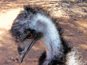 Emus (Dromaius novaehollandiae), Alice Springs Desert Park NT