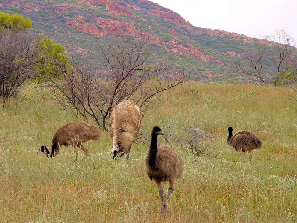 Emus (Dromaius novaehollandiae) in the Flinders Ranges, SA