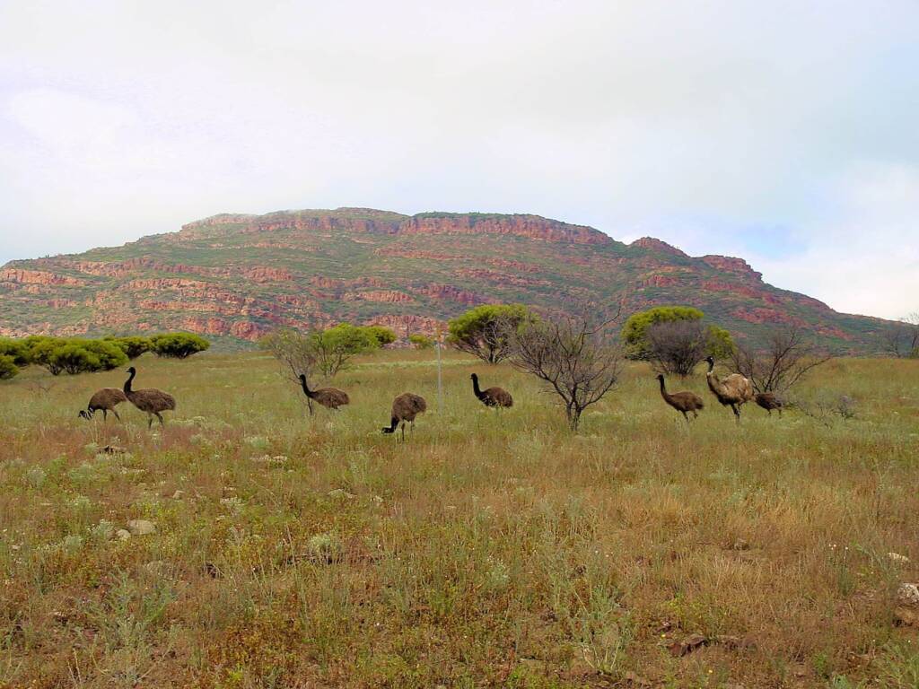 Emus (Dromaius novaehollandiae) in the Flinders Ranges, SA