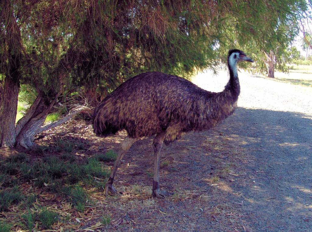 Emu, Kyabram Fauna Park, VIC