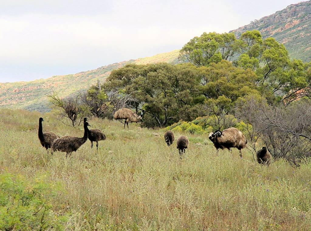 Emus (Flinders Ranges), SA