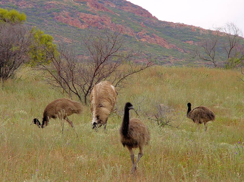 Emus (Dromaius novaehollandiae), Flinders Ranges, SA