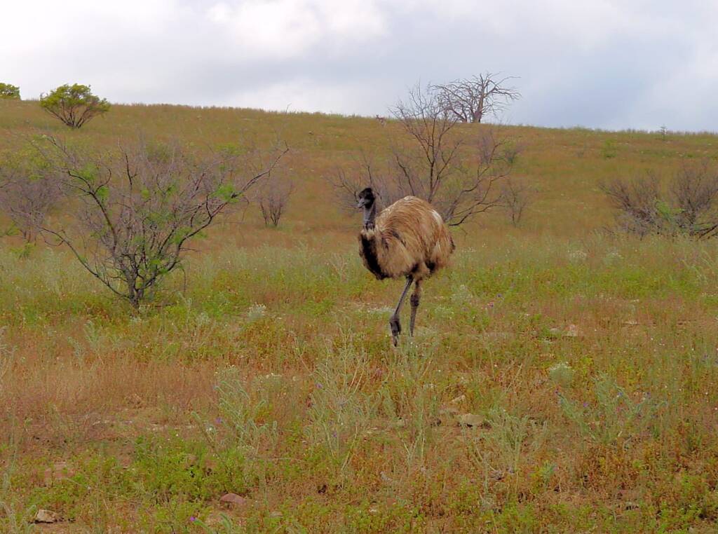Emu (Dromaius novaehollandiae), Flinders Ranges, SA