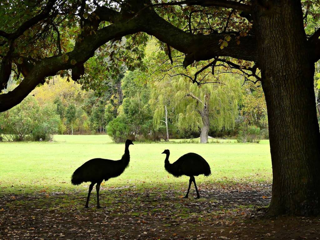 Emus in Long Gully,, Belair NP SA © Marianne Broug