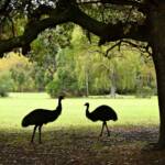 Emus in Long Gully,, Belair NP SA © Marianne Broug