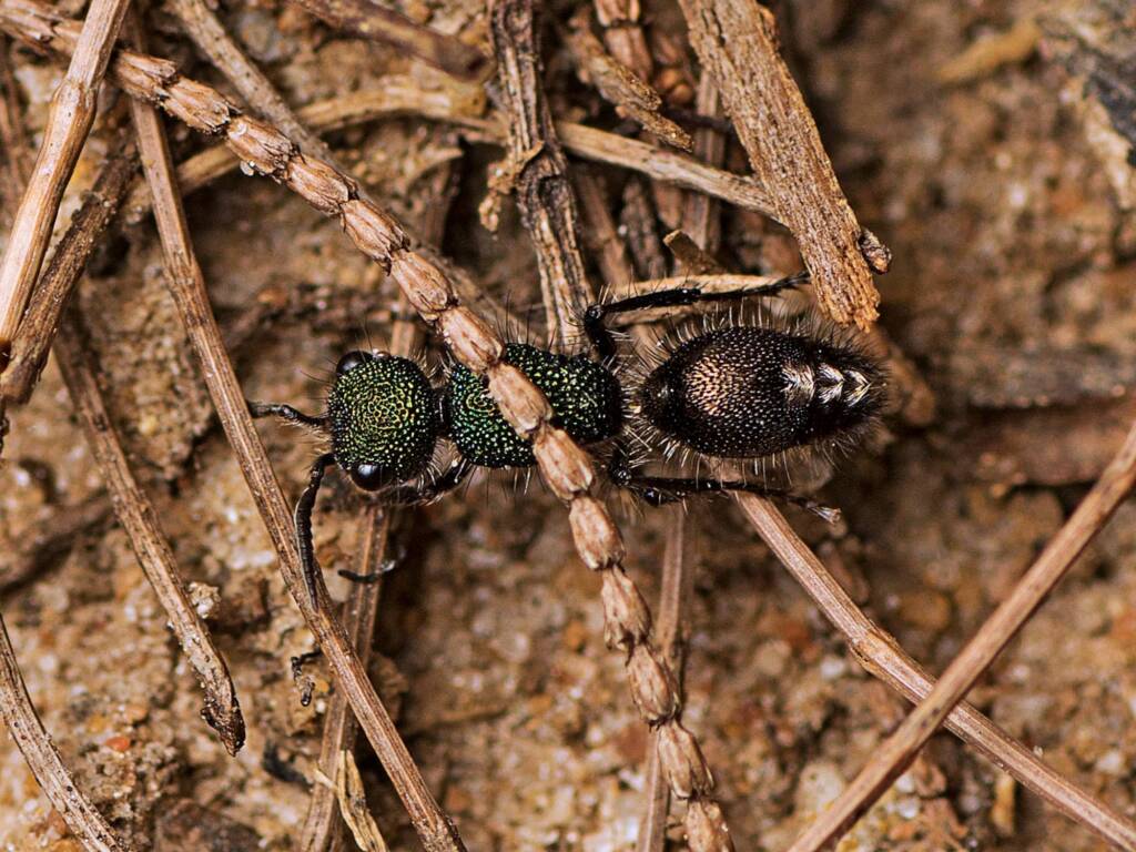 Ephutomorpha (Velvet Ant), Freshwater National Park QLD © Tony Eales