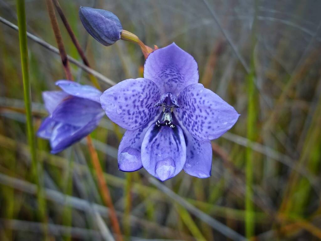 Epiblema grandiflorum (Babe-in-a-cradle Orchid), Great Southern Region WA © Terry Dunham