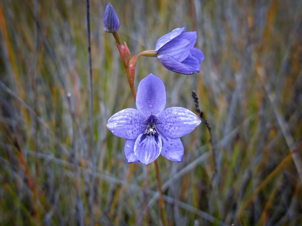 Epiblema grandiflorum (Babe-in-a-cradle Orchid), Great Southern Region WA © Terry Dunham