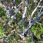Wildberry (Eremophila alternifolia x maculata), Alice Springs NT