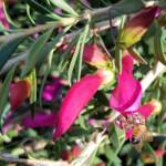 Wildberry (Eremophila alternifolia x maculata), Alice Springs NT