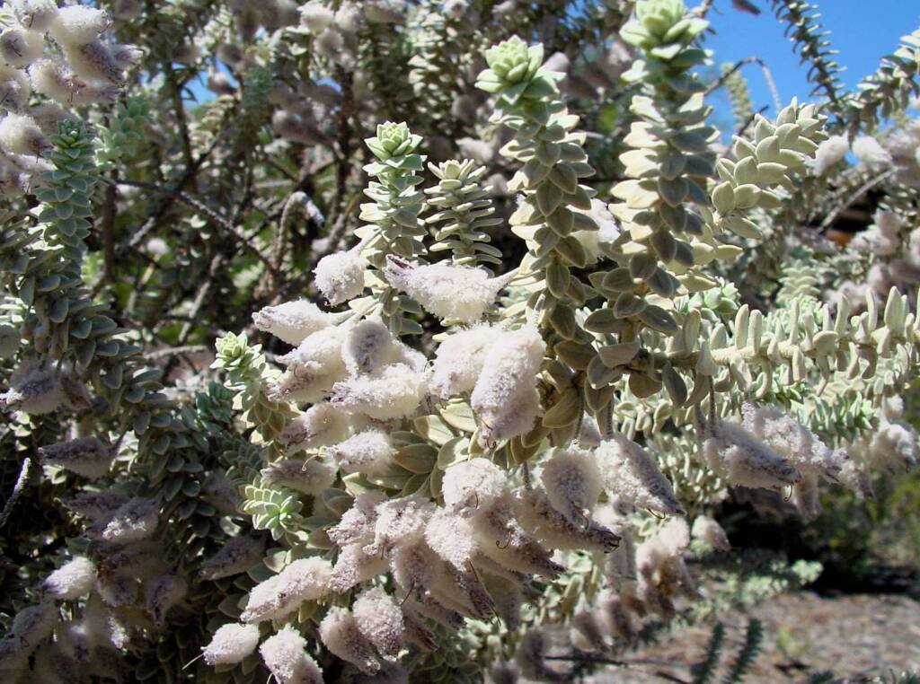Woolly-sepaled Eremophila (Eremophila lachnocalyx), Australian Arid Lands Botanic Garden