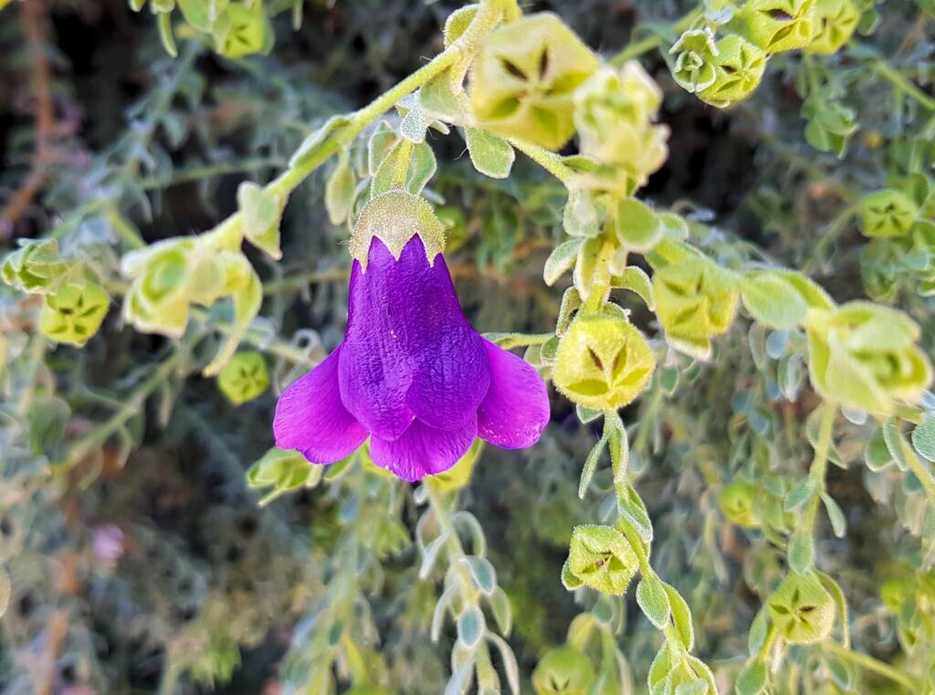 MacDonnell's Desert Fuchsia (Eremophila macdonnellii), Alice Springs NT