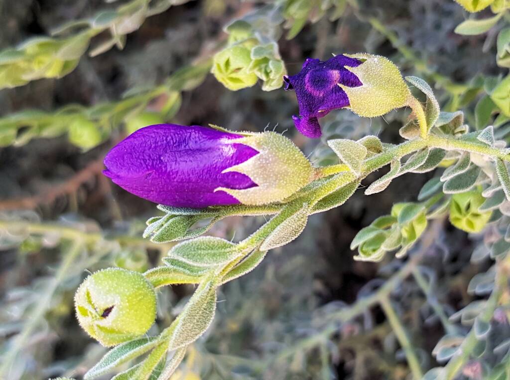 MacDonnell's Desert Fuchsia (Eremophila macdonnellii), Alice Springs NT