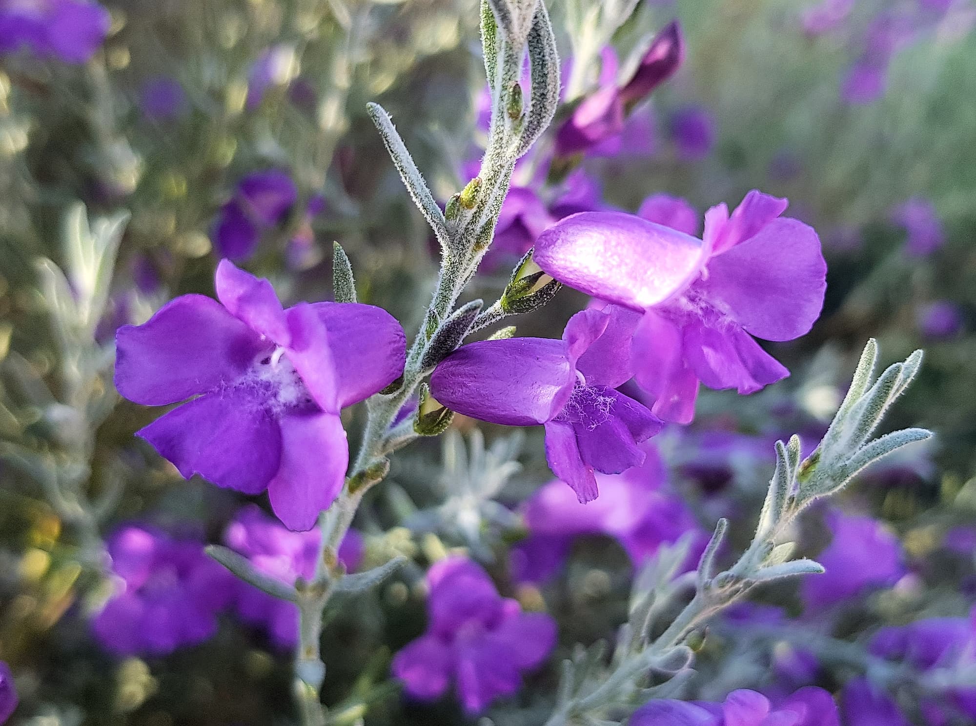 Silky Eremophila (Eremophila nivea), Alice Springs NT