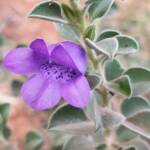 Krichauff Ranges fuchsia (Eremophila ovata), Olive Pink Botanic Garden, Alice Springs NT