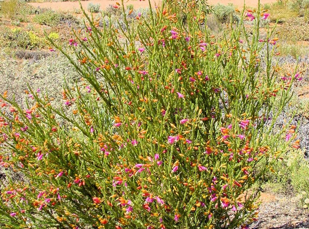 Showy eremophila (Eremophila racemosa), Australian Arid Lands Botanic Garden
