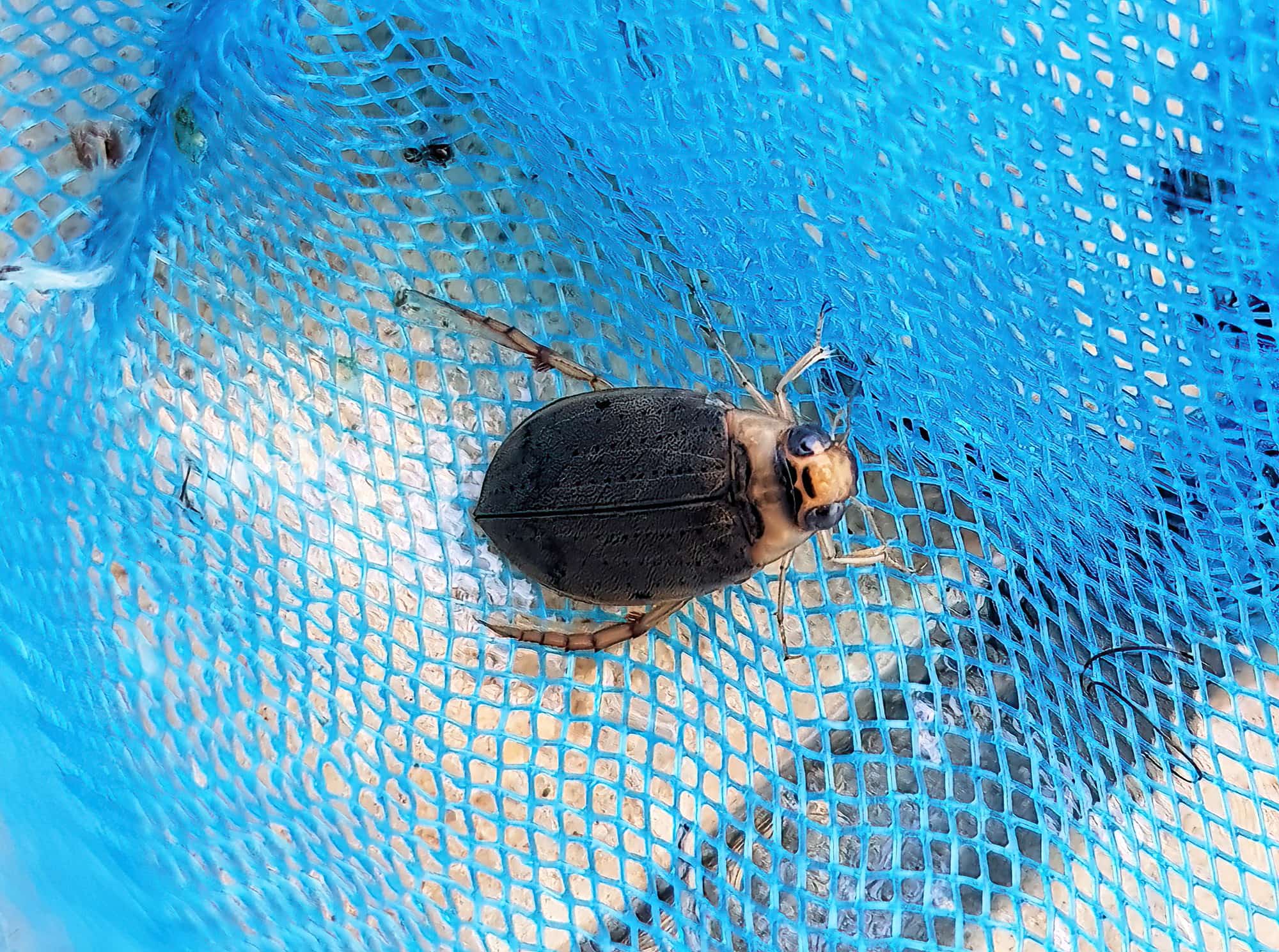 Eretes australis (subfamily Dytiscinae), Alice Springs NT