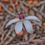 Ericksonella saccharata (Sugar Orchid), Stirling Range National Park WA © Terry Dunham