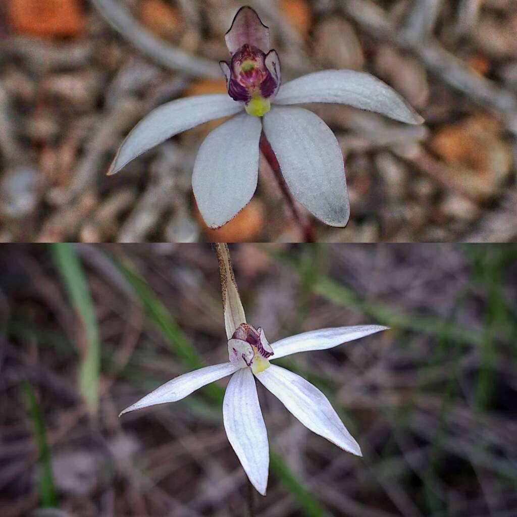 Ericksonella saccharata (Sugar Orchid), Stirling Range National Park WA © Terry Dunham