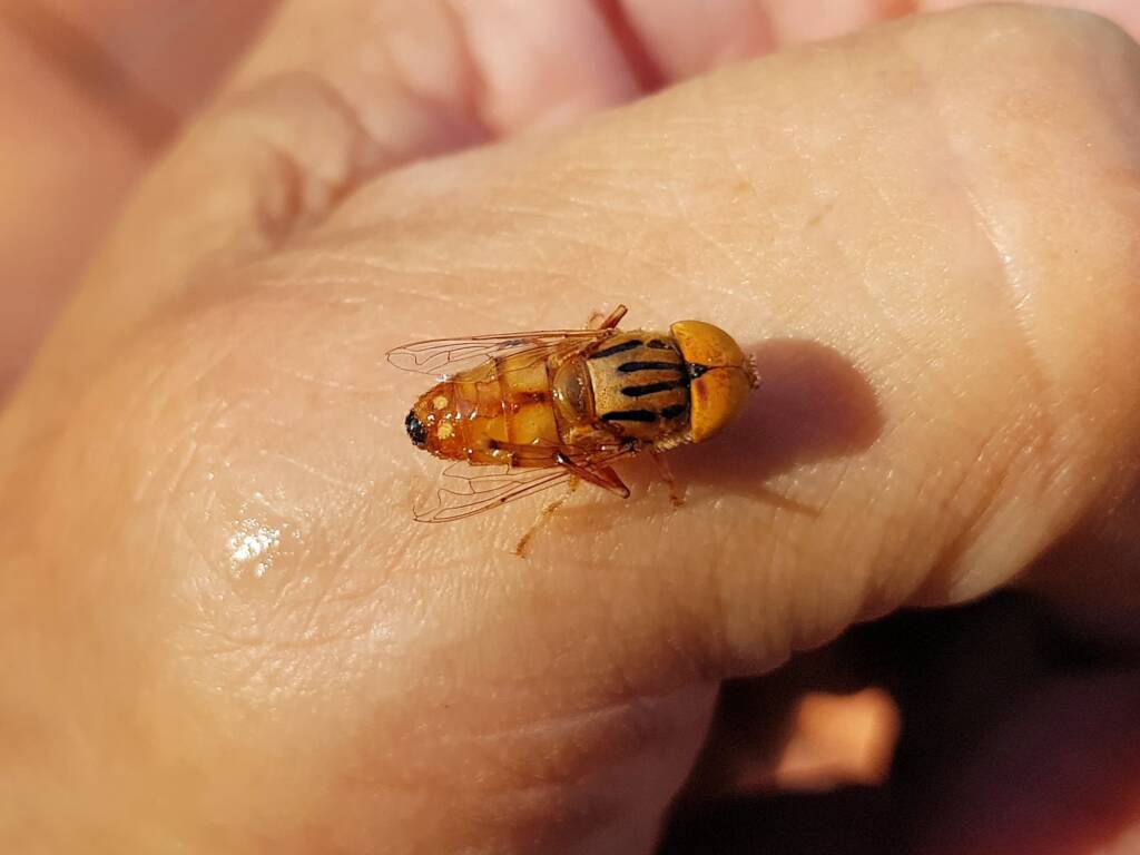 Male Golden Native Drone Fly (Eristalinus punctulatus), Alice Springs NT