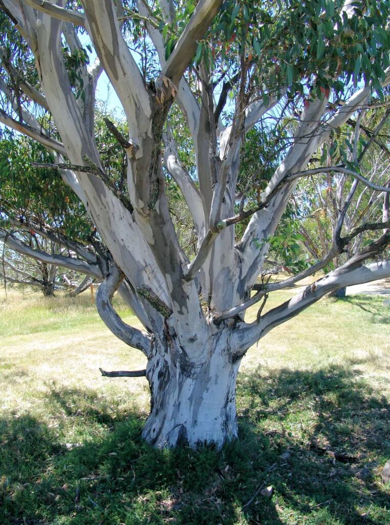Australian Snow Gums (Eucalyptus pauciflora), Dinner Plain, VIC